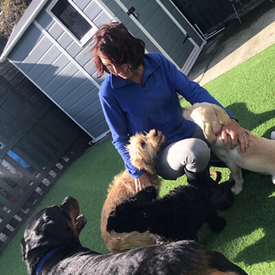 Jeannie caring for dogs in day care Dog walk Colchester – 5 Star Pet Services