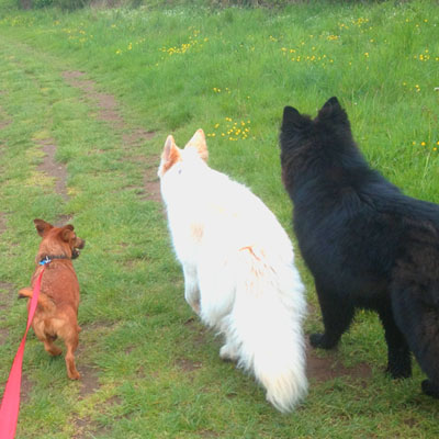 Dog walking – exporing the Colchester countryside with 5 Star Pets