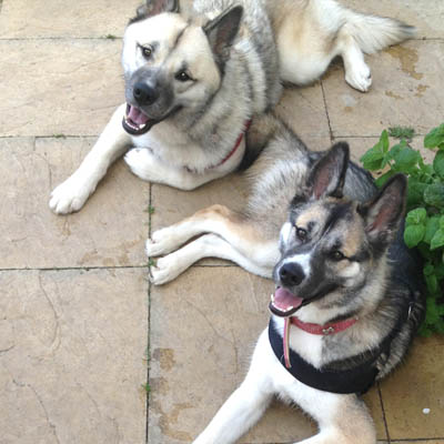 Dogs holiday Colchester – 5 Star Pets